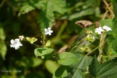 Porana racemosa